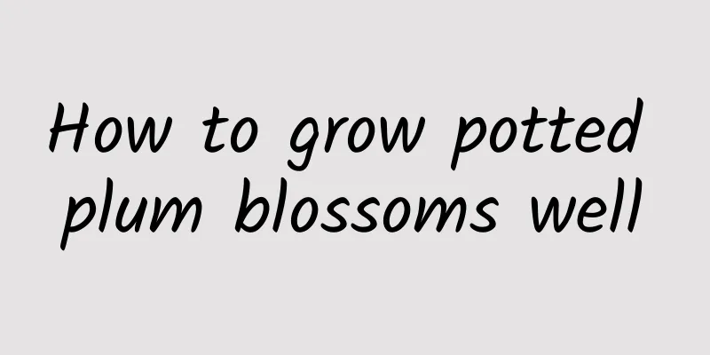 How to grow potted plum blossoms well