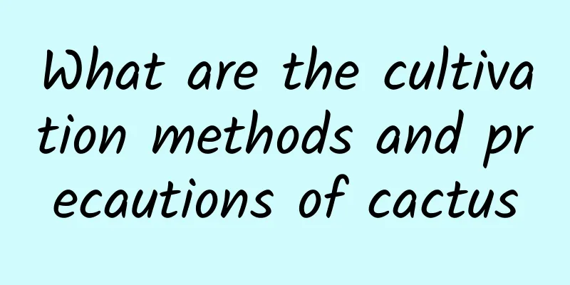 What are the cultivation methods and precautions of cactus