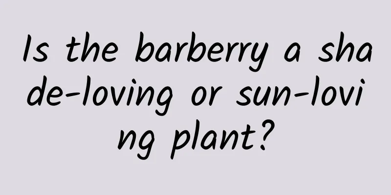 Is the barberry a shade-loving or sun-loving plant?
