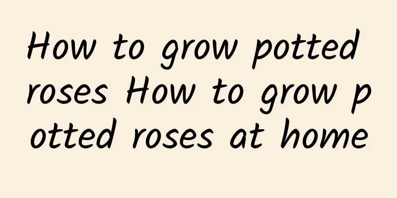 How to grow potted roses How to grow potted roses at home