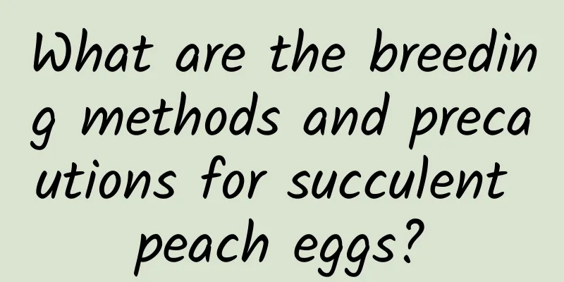 What are the breeding methods and precautions for succulent peach eggs?