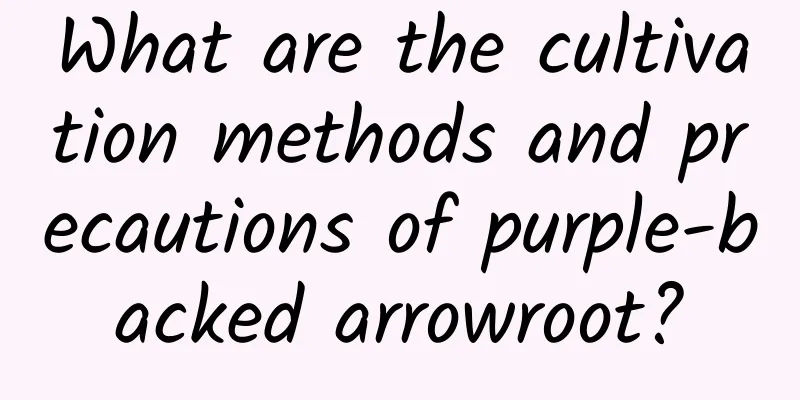 What are the cultivation methods and precautions of purple-backed arrowroot?