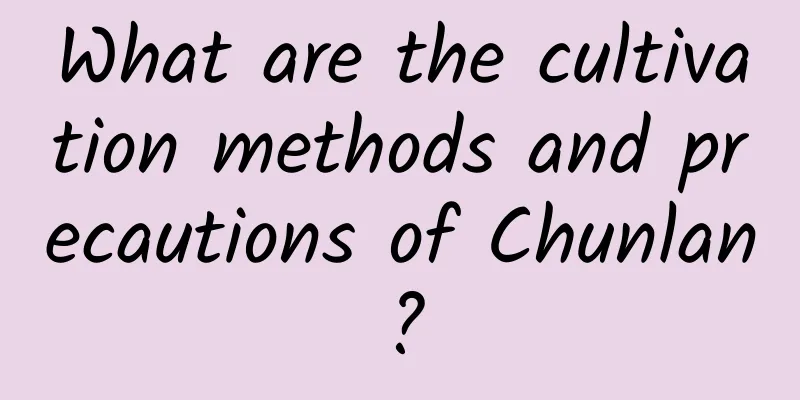What are the cultivation methods and precautions of Chunlan?
