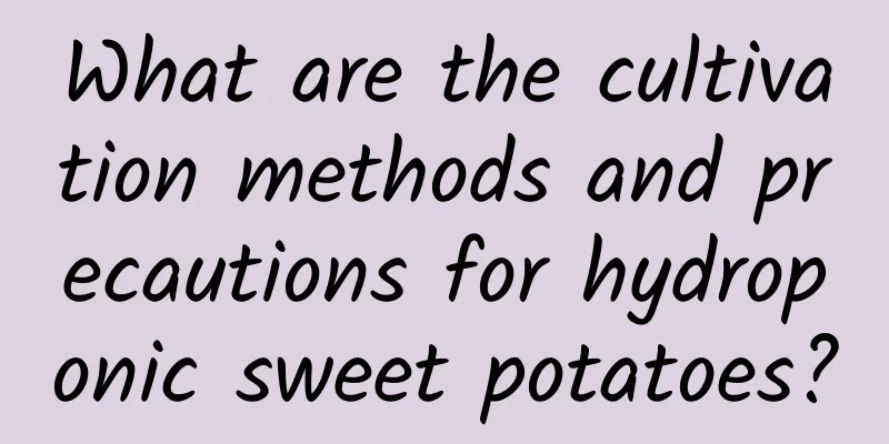 What are the cultivation methods and precautions for hydroponic sweet potatoes?