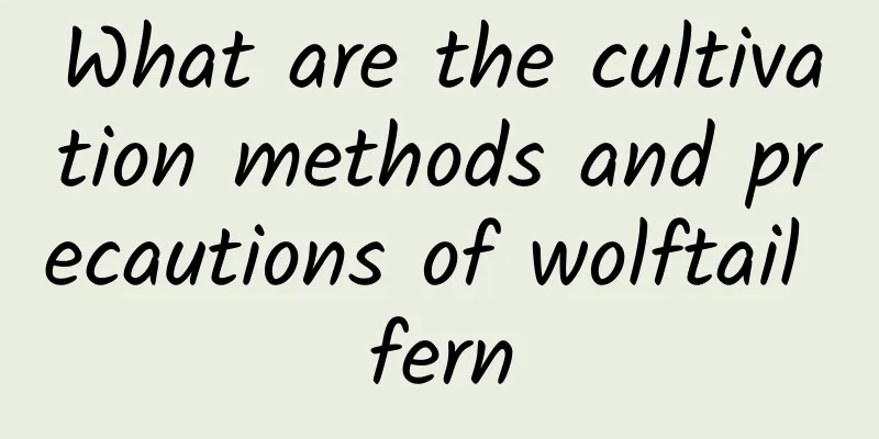 What are the cultivation methods and precautions of wolftail fern
