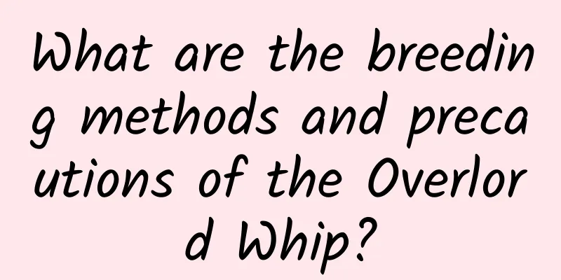 What are the breeding methods and precautions of the Overlord Whip?