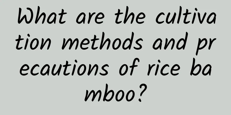 What are the cultivation methods and precautions of rice bamboo?