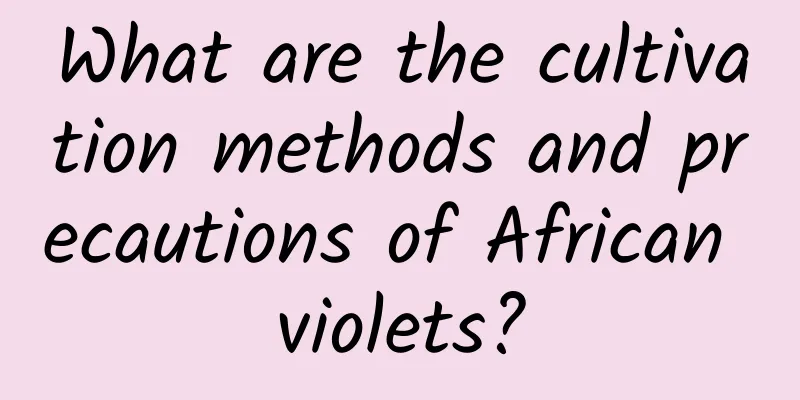 What are the cultivation methods and precautions of African violets?