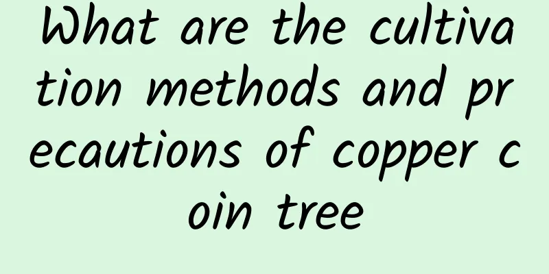 What are the cultivation methods and precautions of copper coin tree