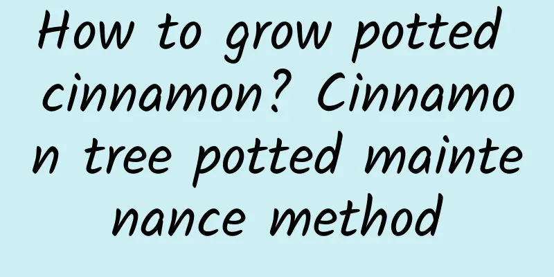 How to grow potted cinnamon? Cinnamon tree potted maintenance method