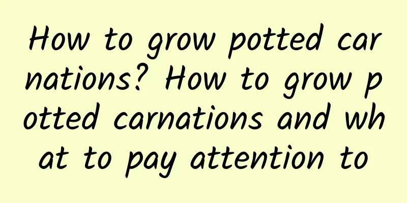 How to grow potted carnations? How to grow potted carnations and what to pay attention to