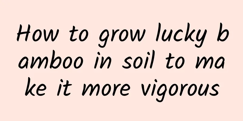 How to grow lucky bamboo in soil to make it more vigorous