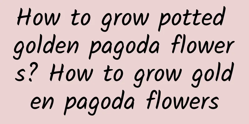 How to grow potted golden pagoda flowers? How to grow golden pagoda flowers
