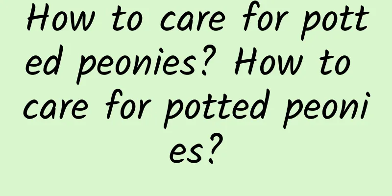 How to care for potted peonies? How to care for potted peonies?