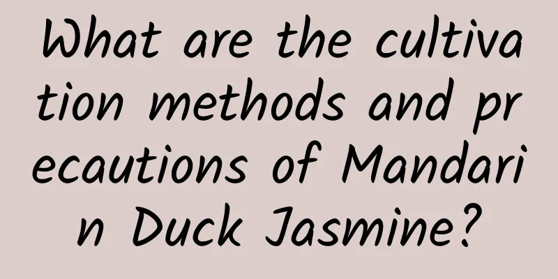 What are the cultivation methods and precautions of Mandarin Duck Jasmine?