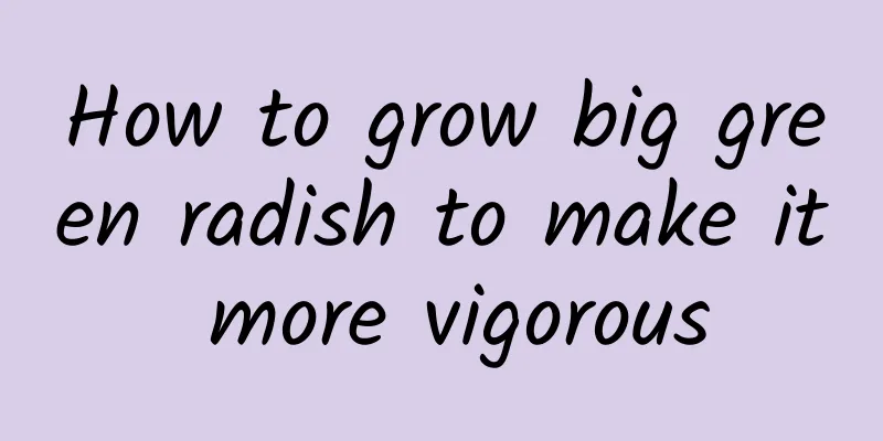 How to grow big green radish to make it more vigorous