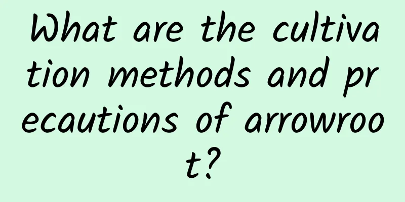 What are the cultivation methods and precautions of arrowroot?