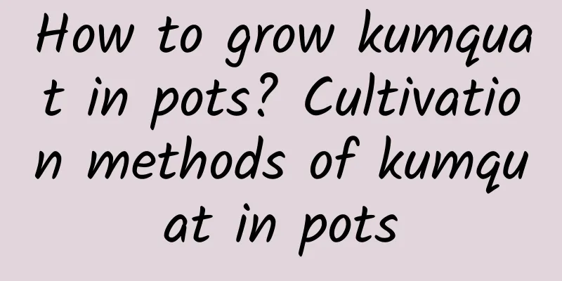 How to grow kumquat in pots? Cultivation methods of kumquat in pots