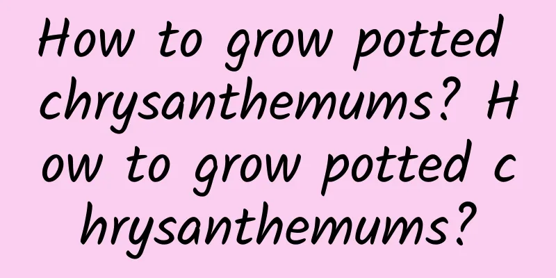 How to grow potted chrysanthemums? How to grow potted chrysanthemums?