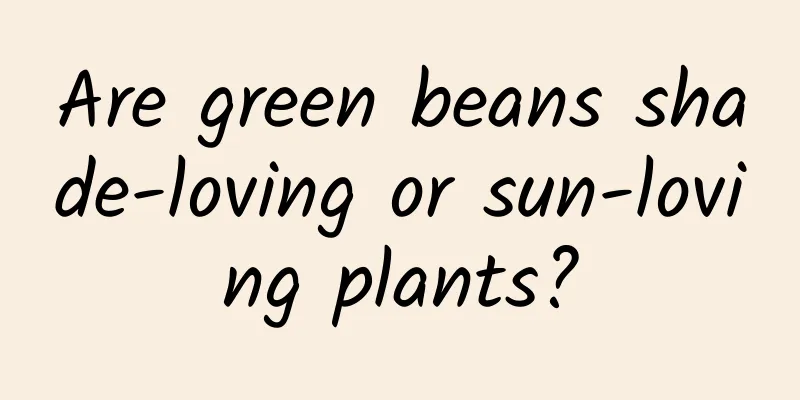 Are green beans shade-loving or sun-loving plants?