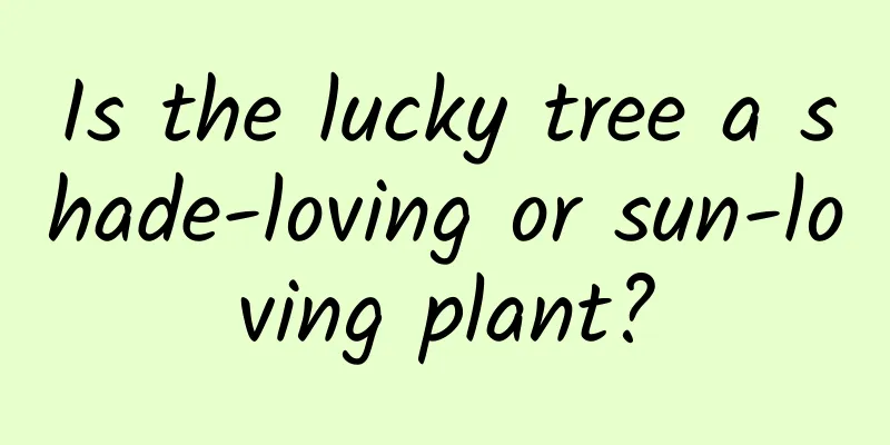 Is the lucky tree a shade-loving or sun-loving plant?
