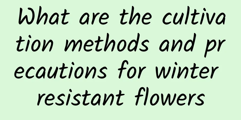What are the cultivation methods and precautions for winter resistant flowers
