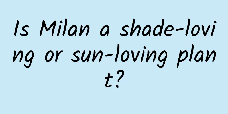 Is Milan a shade-loving or sun-loving plant?