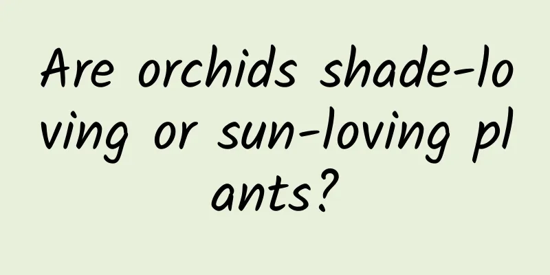 Are orchids shade-loving or sun-loving plants?