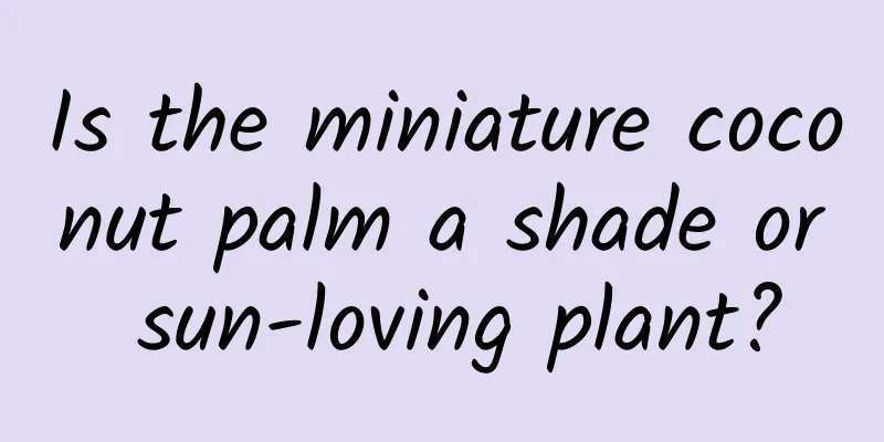 Is the miniature coconut palm a shade or sun-loving plant?