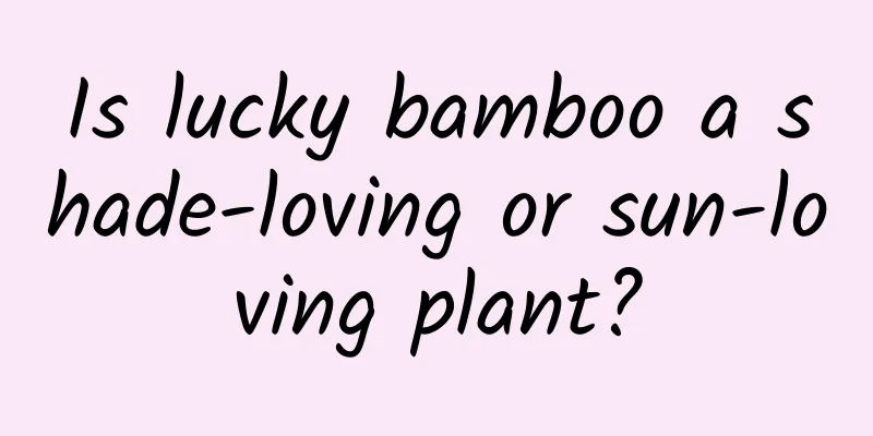 Is lucky bamboo a shade-loving or sun-loving plant?