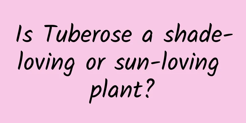Is Tuberose a shade-loving or sun-loving plant?
