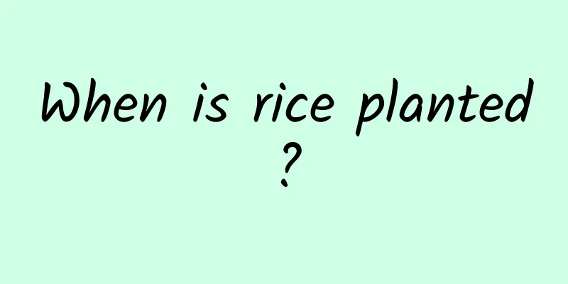 When is rice planted?