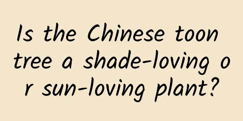 Is the Chinese toon tree a shade-loving or sun-loving plant?