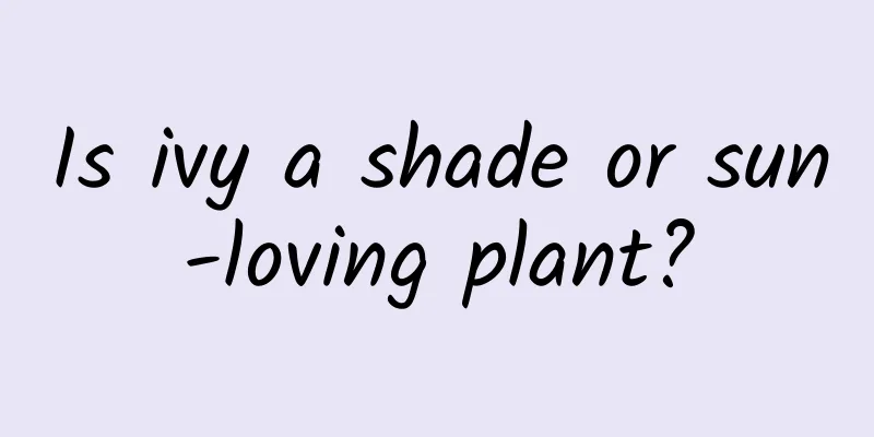 Is ivy a shade or sun-loving plant?
