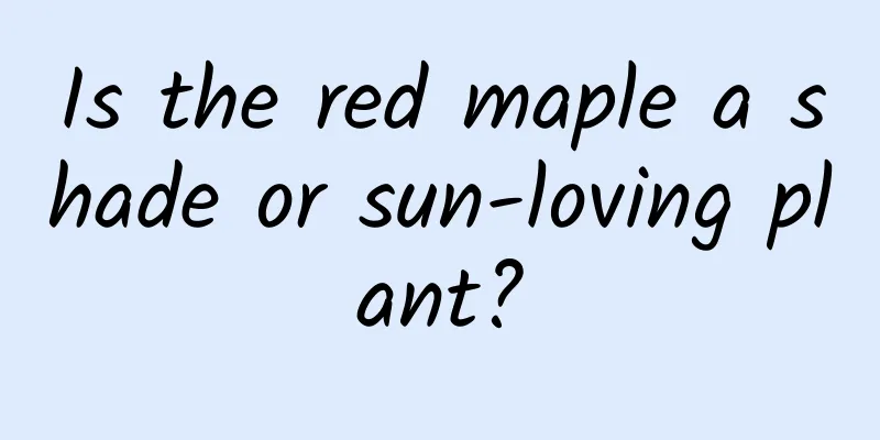 Is the red maple a shade or sun-loving plant?