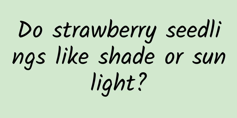 Do strawberry seedlings like shade or sunlight?