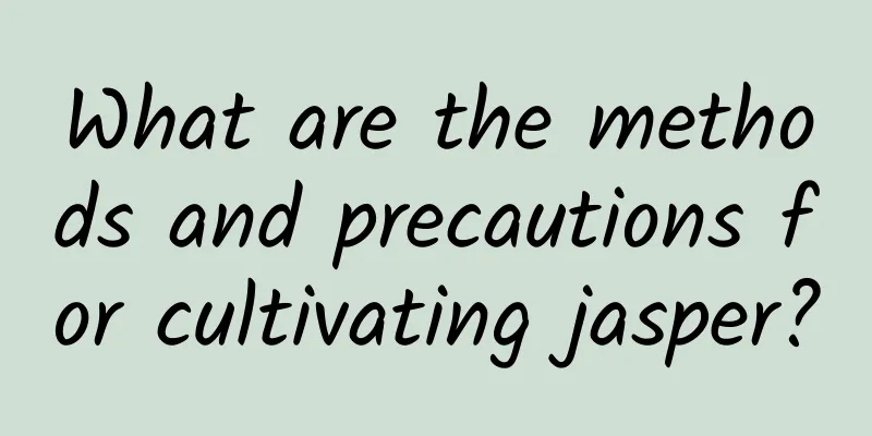 What are the methods and precautions for cultivating jasper?