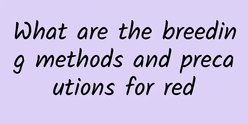 What are the breeding methods and precautions for red