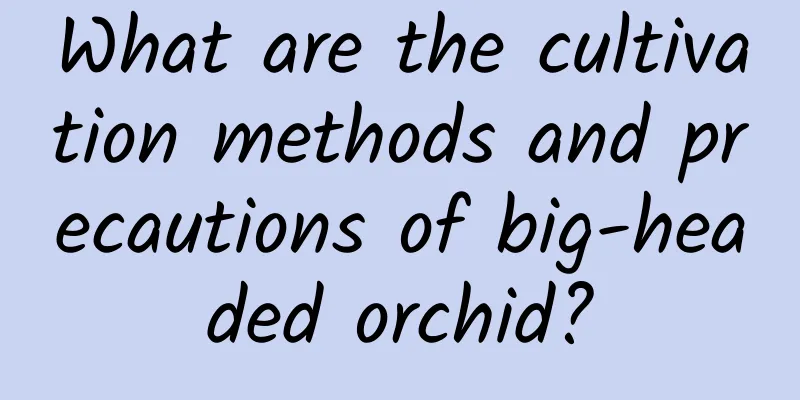 What are the cultivation methods and precautions of big-headed orchid?