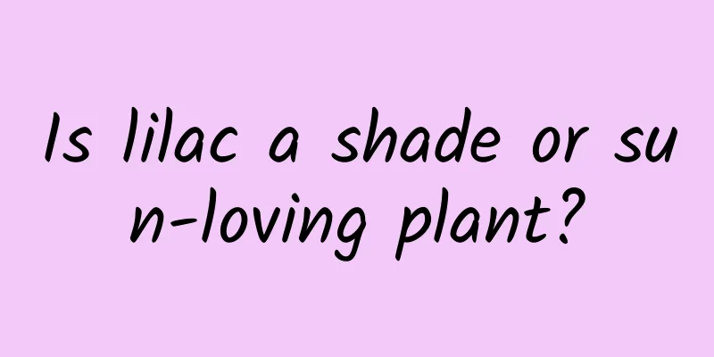 Is lilac a shade or sun-loving plant?