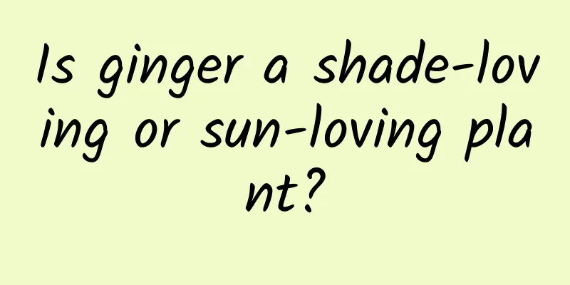 Is ginger a shade-loving or sun-loving plant?
