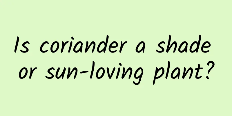 Is coriander a shade or sun-loving plant?