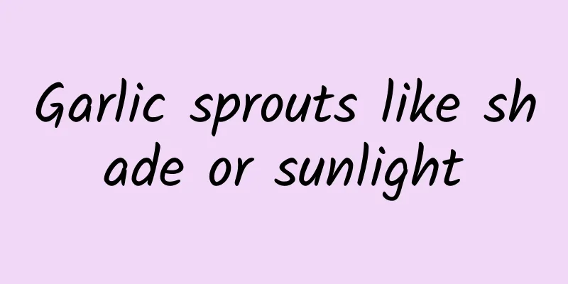 Garlic sprouts like shade or sunlight