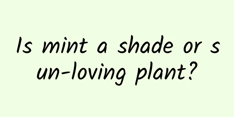 Is mint a shade or sun-loving plant?