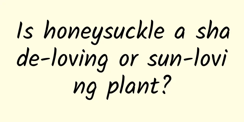 Is honeysuckle a shade-loving or sun-loving plant?