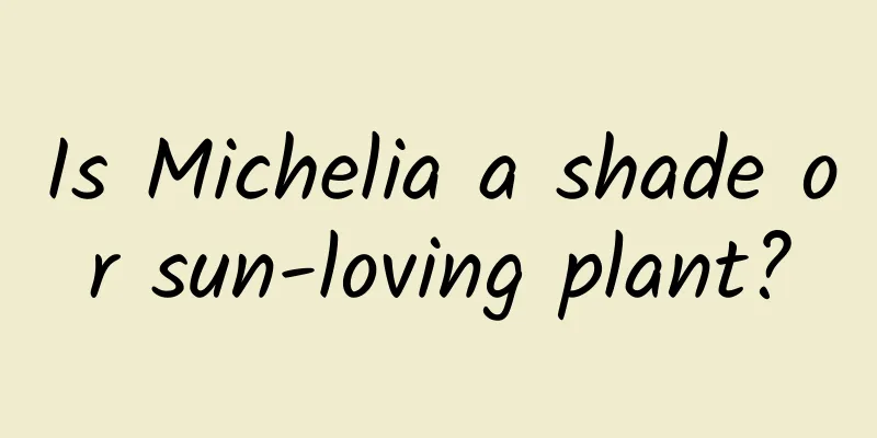 Is Michelia a shade or sun-loving plant?