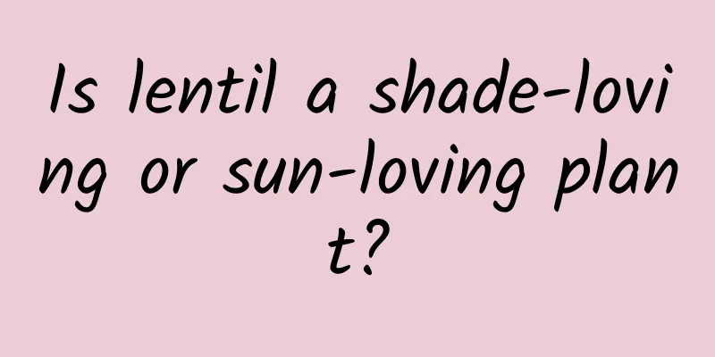 Is lentil a shade-loving or sun-loving plant?