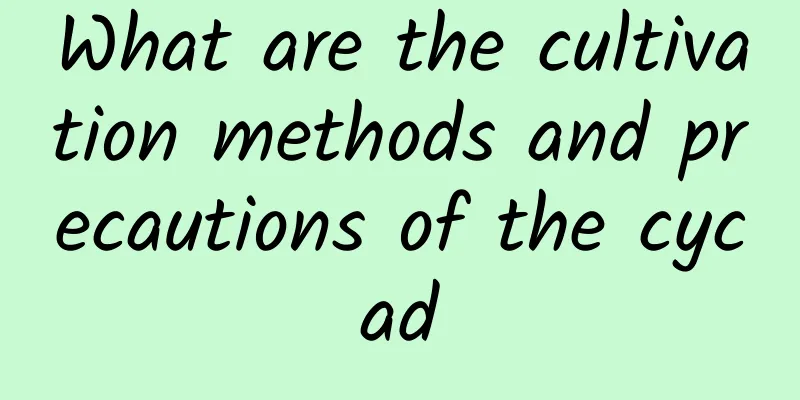 What are the cultivation methods and precautions of the cycad