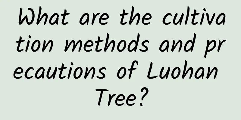 What are the cultivation methods and precautions of Luohan Tree?