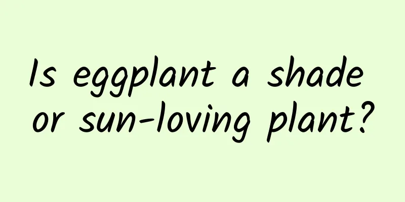 Is eggplant a shade or sun-loving plant?